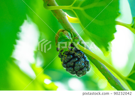 Stink bug eating mulberry 90232042