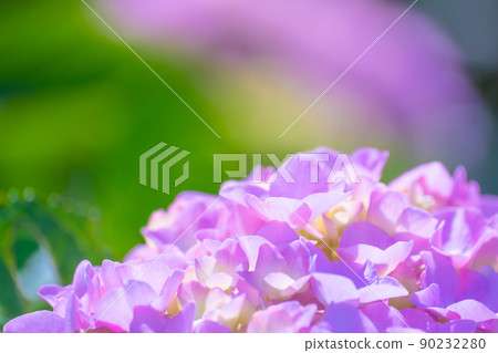 繡球花 繡球花 90232280