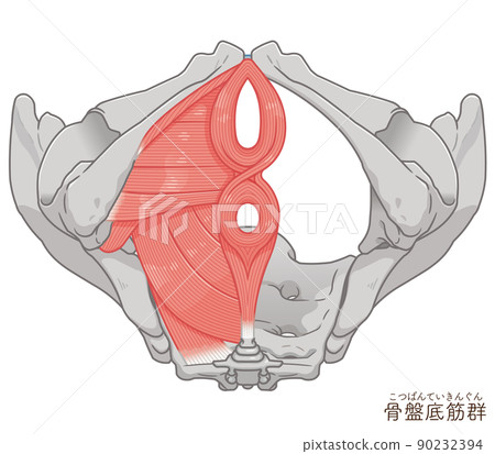 Pelvic floor muscle group, pelvic muscle illustration Pelvic floor muscle group, pelvic muscle illustration 90232394