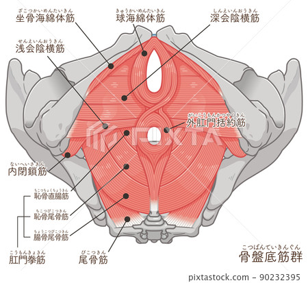Pelvic floor muscles, pelvic muscle illustration (with text) Pelvic floor muscles, pelvic muscle illustration (with text) 90232395