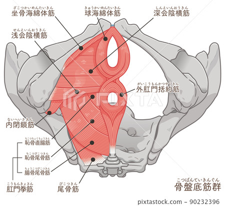 Pelvic floor muscles, pelvic muscle illustration (with text) 90232396