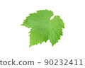Single fresh green grape leaf isolated on white background 90232411