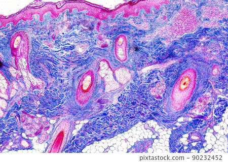 Scalp and hair follicles of human under the microscope in Lab. Scalp and hair follicles of human under the microscope in Lab. 90232452