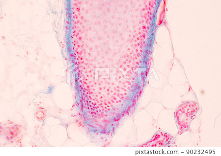 Scalp and hair follicles of human under the microscope in Lab. 90232495