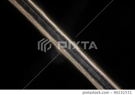 Scalp and hair follicles of human under the microscope in Lab. 90232531