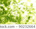 新鮮的綠楓 90232664