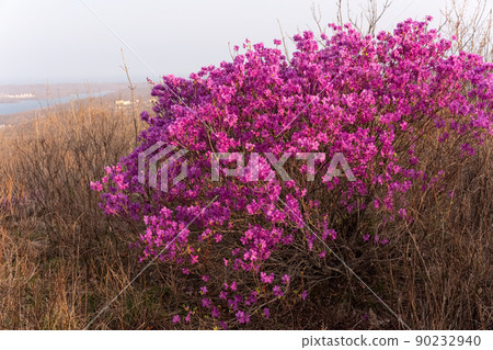 Flowers of Rhododendron dauricum. popular names rosemary, maralnik. Russia. Vladivostok. Russian island 90232940