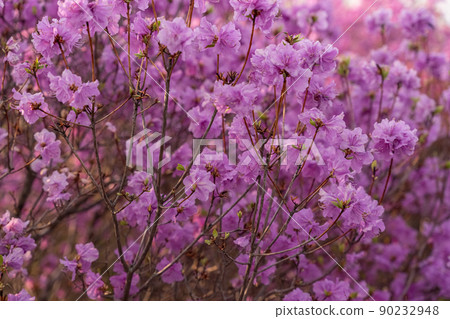 Close - up of flowers of Rhododendron dauricum. popular names rosemary, maral. Russia. Vladivostok 90232948