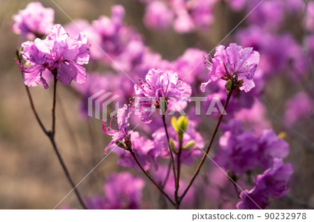 Close - up of flowers of Rhododendron dauricum. popular names rosemary, maral. Russia. Vladivostok 90232978