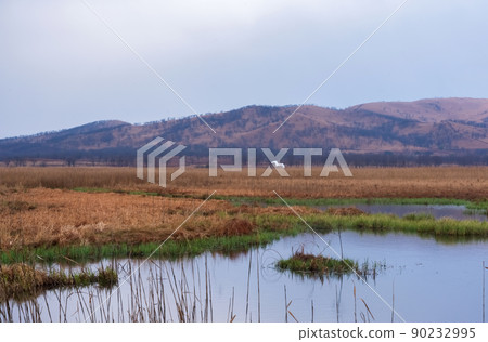 A great heron hunts in the morning foggy swamp. Beautiful landscape 90232995