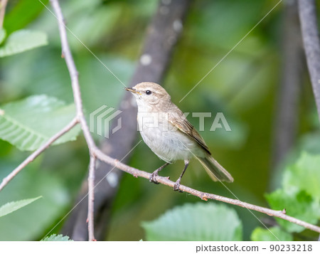 Common chiffchaff, lat. phylloscopus collybita, sitting on branch of bush in spring and looking for food 90233218
