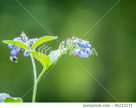 Beautiful blue flowers of Symphytum caucasicum, also known as Caucasian comfrey, blooming in spring park Beautiful blue flowers of Symphytum caucasicum, also known as Caucasian comfrey, blooming in spring park 90233235