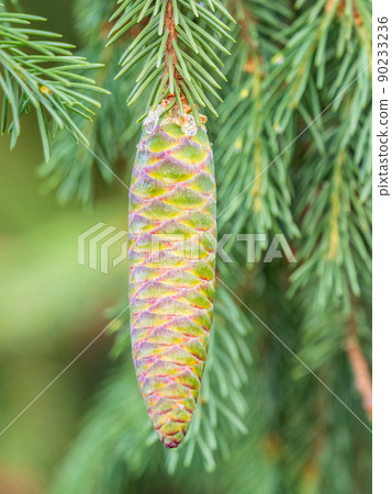 Young spruce cone with cured resin on a sunny morning in the forest. Copy space. Vertical image. Young spruce cone with cured resin on a sunny morning in the forest. Copy space. Vertical image. 90233236