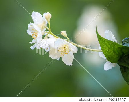 Mock Orange Philadelphus coronarius shrub flowering in spring Mock Orange Philadelphus coronarius shrub flowering in spring 90233237