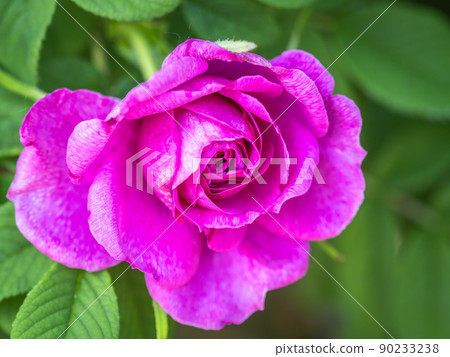 Blooming rosehip flower, beautiful pink flower on a bush branch. Beautiful natural background of blooming greenery. Blooming rosehip flower, beautiful pink flower on a bush branch. Beautiful natural background of blooming greenery. 90233238