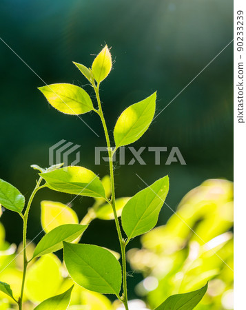 Green bushes with young leaves in the sunset Green bushes with young leaves in the sunset 90233239