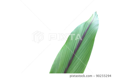 Isolated turmeric and curcuma aeruginosa leaf with clipping paths. Isolated turmeric and curcuma aeruginosa leaf with clipping paths. 90233294