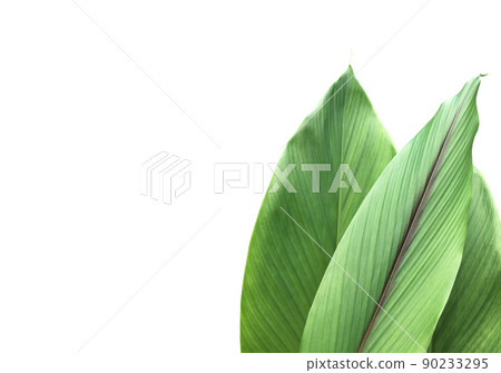 Isolated turmeric and curcuma aeruginosa leaf with clipping paths. 90233295