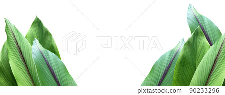 Isolated turmeric and curcuma aeruginosa leaf with clipping paths. Isolated turmeric and curcuma aeruginosa leaf with clipping paths. 90233296