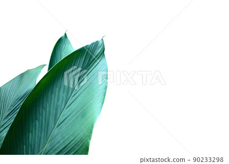 Isolated turmeric and curcuma aeruginosa leaf with clipping paths. 90233298