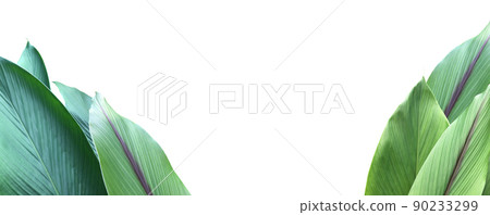 Isolated turmeric and curcuma aeruginosa leaf with clipping paths. 90233299