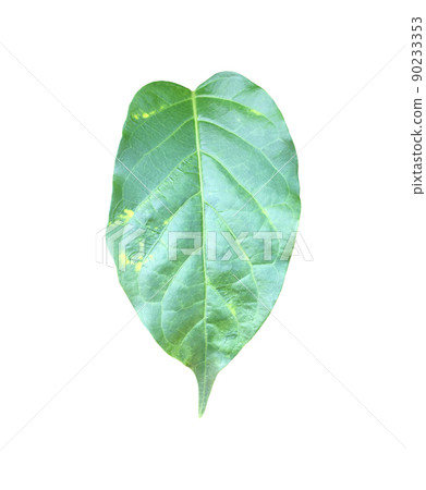 Isolated gurmar leaf or gymnema inodorum dencne leaf with clipping paths. Isolated gurmar leaf or gymnema inodorum dencne leaf with clipping paths. 90233353