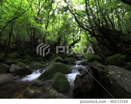 白谷雲水峽的淅淅瀝瀝的雨聲“日式形象”（屋久島） 90233589