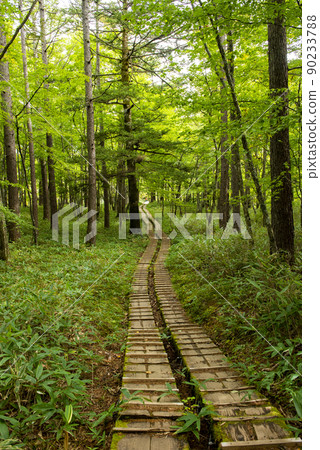 栃木縣奧日光,日光國立公園的木路 栃木縣奧日光,日光國立公園的木路 90233788