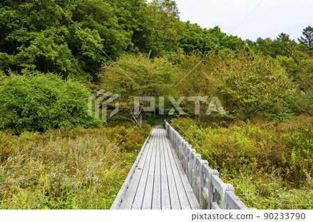 Oku-Nikko, Tochigi Prefecture, a wooden path in Nikko National Park Oku-Nikko, Tochigi Prefecture, a wooden path in Nikko National Park 90233790
