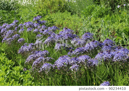 Purple scilla peruviana flowers blooming in Japanese parks in spring Purple scilla peruviana flowers blooming in Japanese parks in spring 90234410