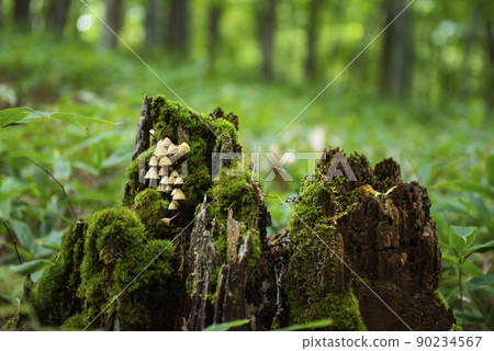 日光國立公園朽木的蘑菇 90234567