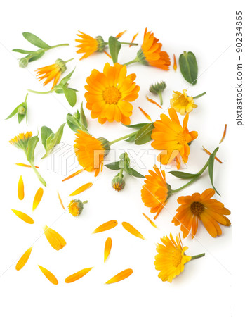 Calendula. Marigold flower isolated on white background with copy space for your text. Calendula. Marigold flower isolated on white background with copy space for your text. 90234865