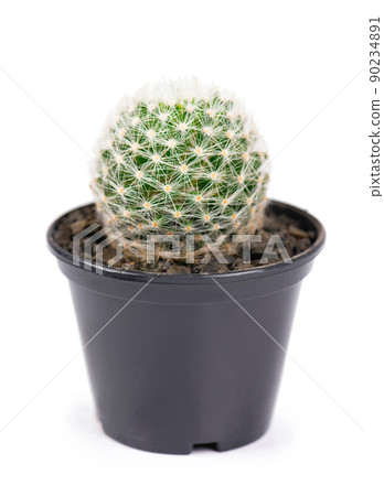 close up of small cactus houseplant in pot close up of small cactus houseplant in pot 90234891