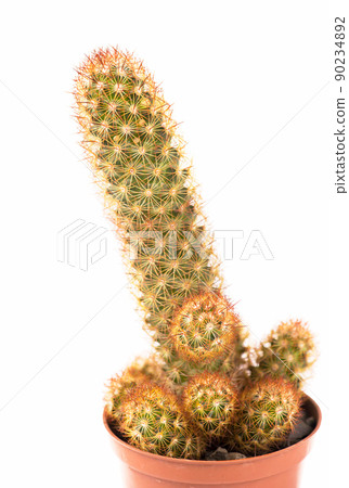 close up of small cactus houseplant in pot 90234892