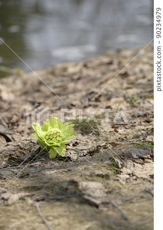 Fukinoenna Fukinoenna 90234979