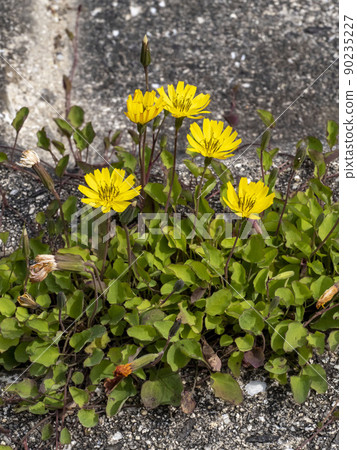 Iwanigana的黃色花 90235227
