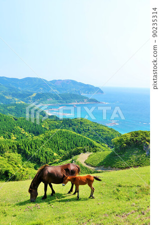 Miyazaki Prefecture Cape Toi and horses in the blue sky Miyazaki Prefecture Cape Toi and horses in the blue sky 90235314