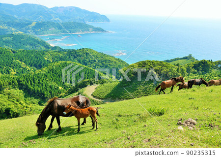 宮崎縣都肥岬和藍天中的馬 90235315