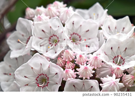 Karmia Karmia 90235431