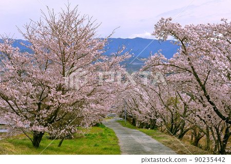 山梨縣韭崎市上山町鍋山 沿河觀賞櫻花樹脊線和雪山 山梨縣韭崎市上山町鍋山 沿河觀賞櫻花樹脊線和雪山 90235442