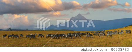 Zebras in a row walking in the savannah on Mount Kenya background Zebras in a row walking in the savannah on Mount Kenya background 90235783