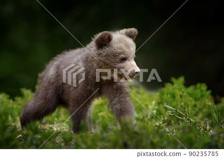 Young brown bear in the forest. Animal in the nature habitat 90235785