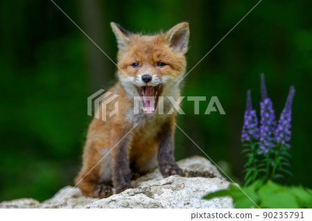 Red fox, vulpes vulpes, small young cub in forest on stone with violet flowers. Cute little wild predators in natural environment 90235791