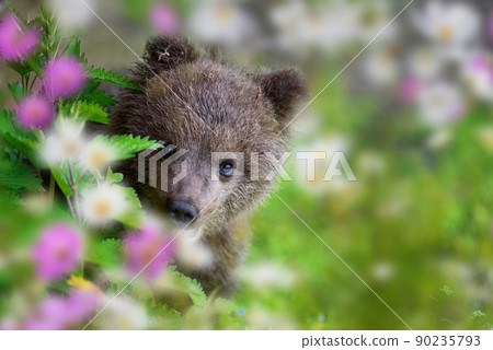 Brown bear cub on the summer meadow with flowers 90235793