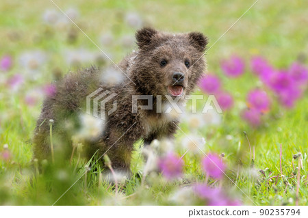 Brown bear cub on the summer meadow with flowers 90235794