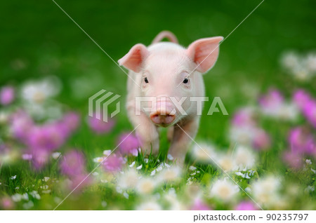 Funny piglet on spring green grass with flowers on a farm Funny piglet on spring green grass with flowers on a farm 90235797