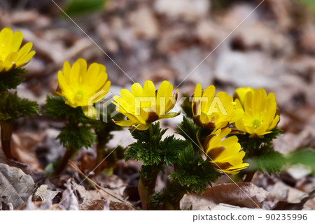 Adonis ramosa in the dead field 90235996