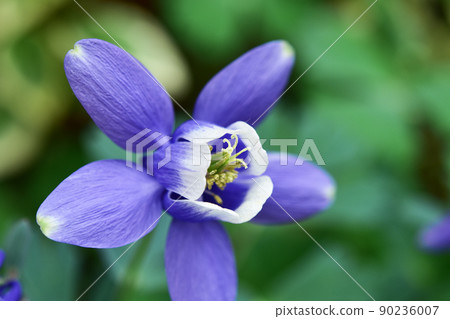 哥倫拜恩花 哥倫拜恩花 90236007