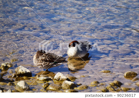 一對蜷縮著休息的藍綠色 90236017