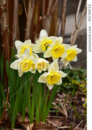 早春花園裡的水仙 90236018